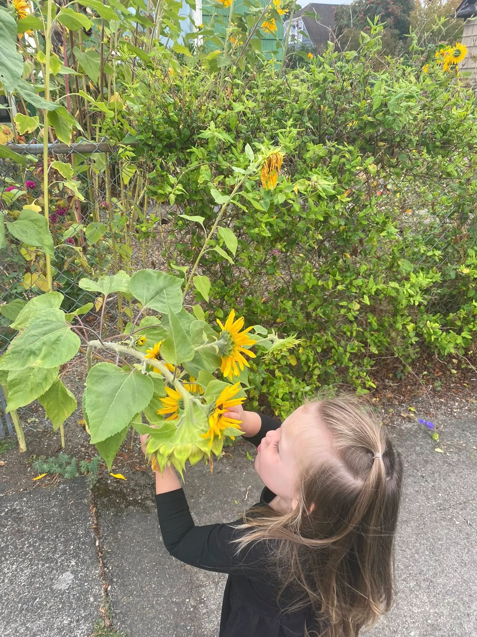 Child exploring sunflowers in organic garden